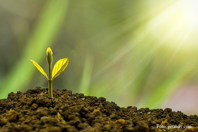 Sistemi agroforestali contro i cambiamenti climatici