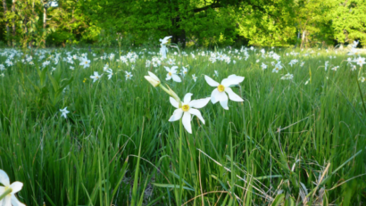 La clairière aux Jonquilles du département de Brasov