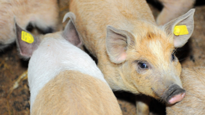 Die Afrikanische Schweinepest verbreitet sich in Rumänien