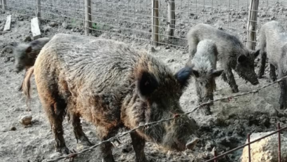 12 départements de Roumanie touchés par la peste porcine africaine