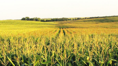 Les producteurs de maïs de Roumanie à l’heure du Pacte vert européen