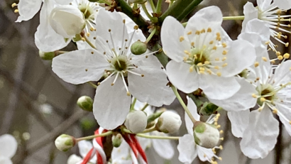 Desde Rumanía hacia el mundo: Equinoccio de primavera 2025 – costumbres, tradiciones.