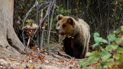 Природний заповідник ведмедів у Зернешть