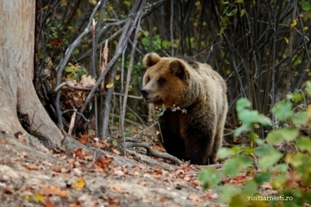 Artenschutz: Abwehreinrichtungen gegen Begegnungen von Mensch und Braunbär