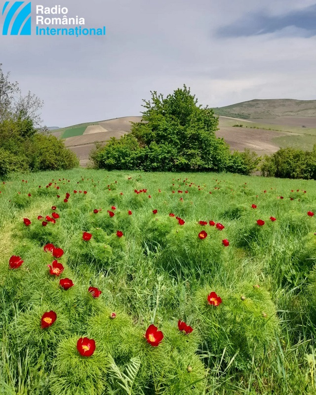 Les réserves naturelles de pivoines