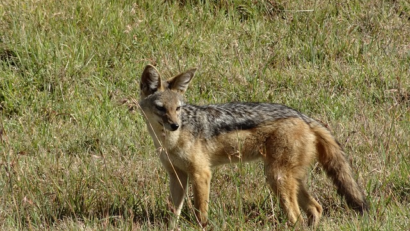 Schakale: Wölfe sollen ihre Überpopulation verhindern