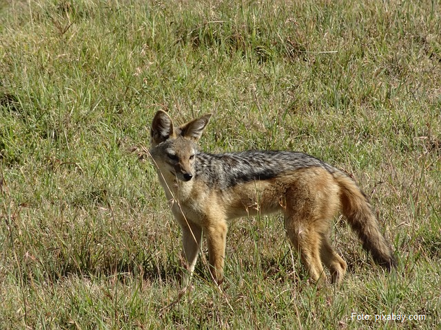 Jackals – A Problem in Romania