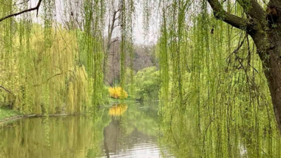 Le saule, un symbole central du Dimanche des Rameaux