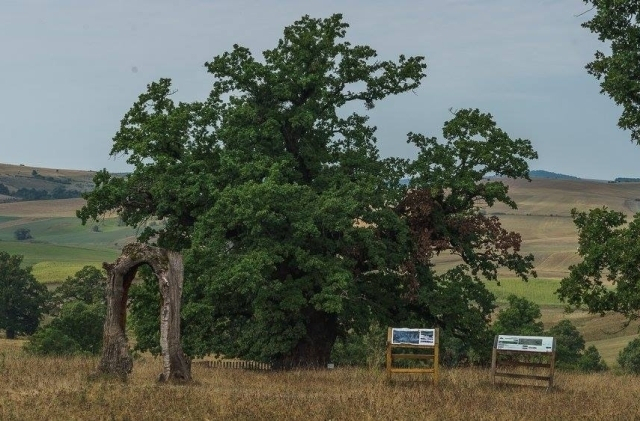 Cobor entre les chênes