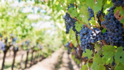 A la découverte des vins roumains