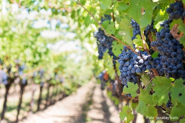 Storia recente del vino romeno