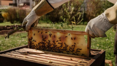 România, lider în UE la numărul de stupi de albine