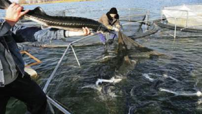 Sturgeon Overfishing in the Danube