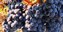 Turismu viticol în România