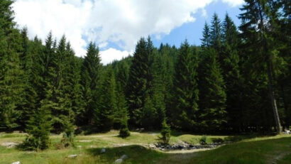 Зеленая планета: девственные леса в Румынии
