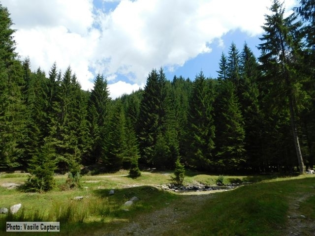 Le foreste vergini della Romania