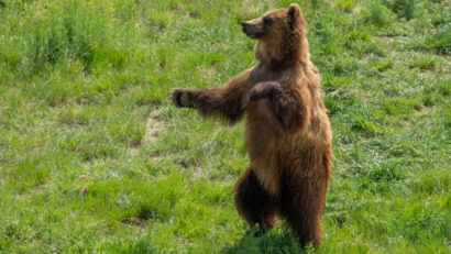Les problèmes soulevés par la présence de l’ours brun de Roumanie