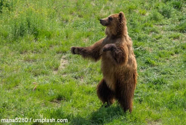 „Bear Smart Community“: WWF-Projekt für Koexistenz von Menschen und Bären