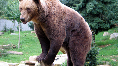 Braunbären in den Karpaten: Gratwanderung zwischen Artenschutz und Gefahrenabwendung