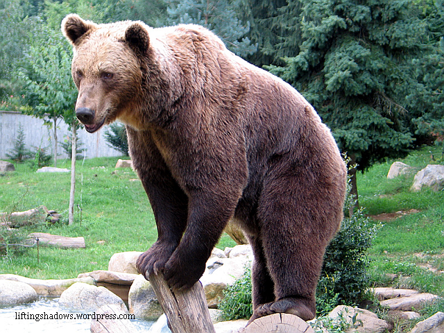 Carpathian Bears