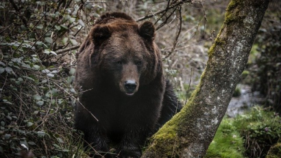 Cum pot fi ținuți urșii la adăpostul pădurii?