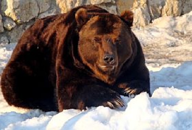 Sauver les ours bruns de Roumanie Sauver les ours bruns de Roumanie