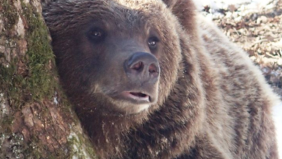 2020年4月31日：泽尔内什蒂的熊保护区