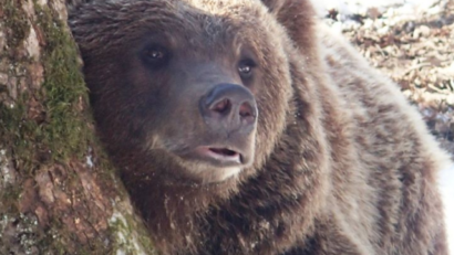 The bear sanctuary in Zarnesti