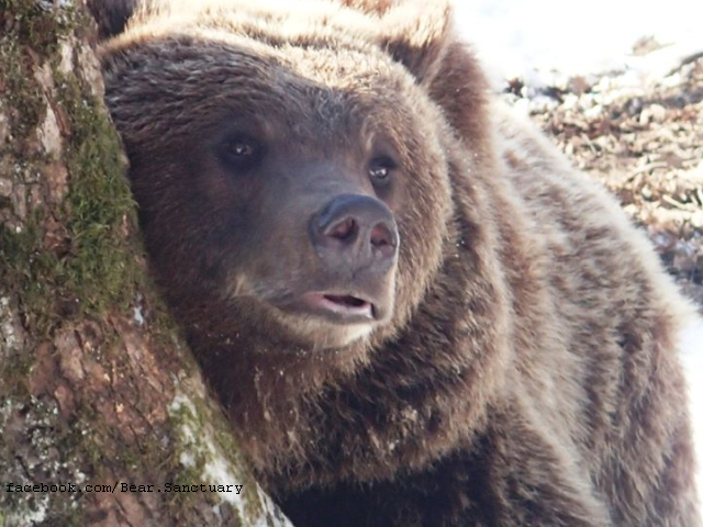 Bärenreservat von Zărneşti: Tierschützer retten Braunbären vor kommerziellem Missbrauch
