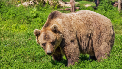 L’ours dans la mentalité populaire roumaine