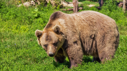 L’ours dans les légendes d’automne