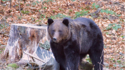 Der Naturpark Putna im Landkreis Vrancea