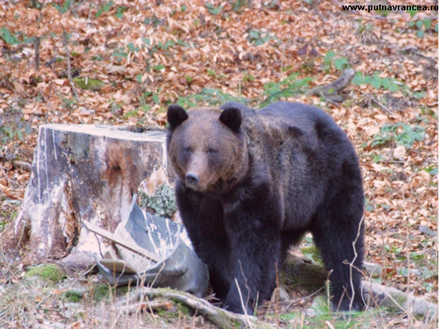 Pour et contre la chasse des espèces protégées des Carpates roumaines