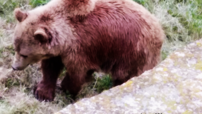 Bär, Wolf und Luchs: Wildtiere brauchen ihre Habitate