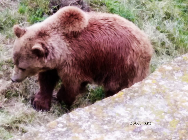 Bär, Wolf und Luchs: Wildtiere brauchen ihre Habitate