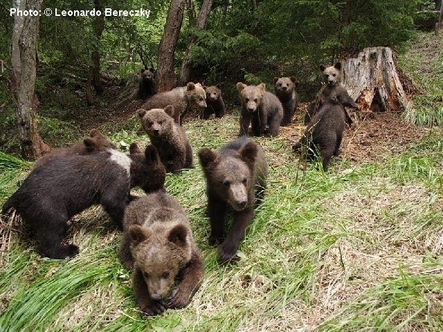 Ситуація ведмедів у Карпатах