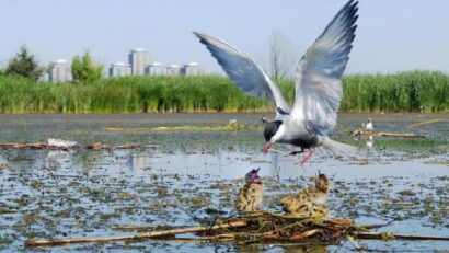 Bucarest réchauffe ses ailes