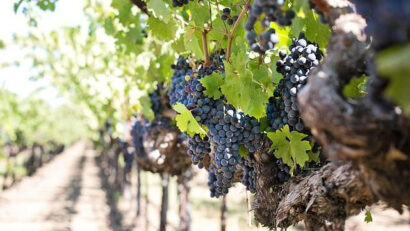 Eurostat: România, țara cu cele mai multe exploatații viticole din UE