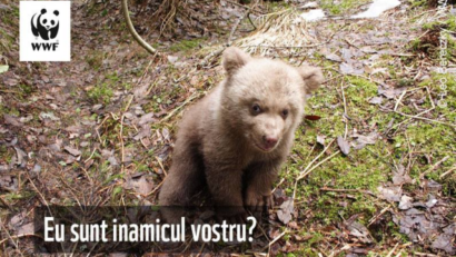 Проблема медведей в Румынии: разные подходы