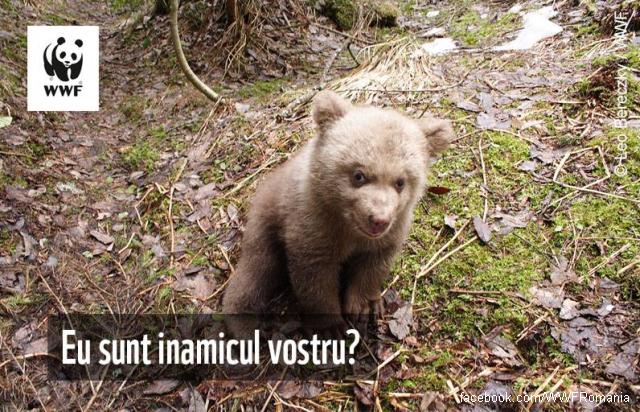 Approcci al problema degli orsi in Romania