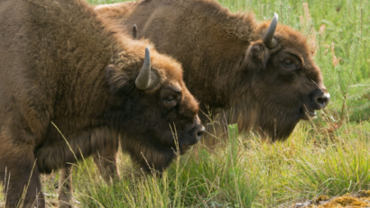 Le Pays du bison