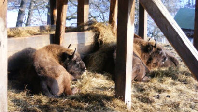 I bisonti nei Monti Făgăraș