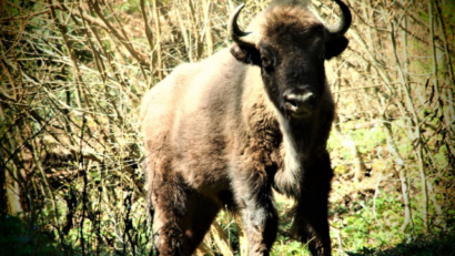 The European Bison in the Carpathian Mountains
