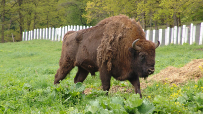 En la Tierra de los Bisontes