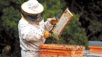 2014年7月1日：罗马尼亚的养蜂业
