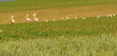 Nez à nez avec les pélicans