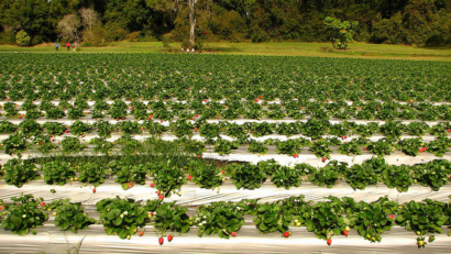 La culture des fraises en Roumanie