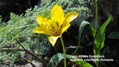 Tulipa hungarica: Gelbe Wildtulpe im Donaudurchbruchstal steht unter Artenschutz