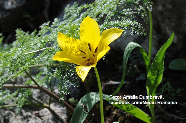 Tulipa hungarica: Gelbe Wildtulpe im Donaudurchbruchstal steht unter Artenschutz