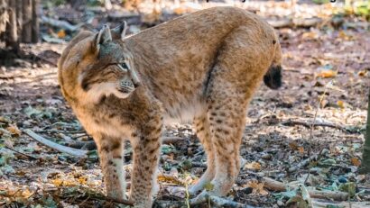 Euro Large Carnivores: WWF-Projekt für Konfliktprävention und Koexistenz mit großen Raubtieren